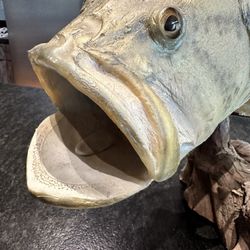 Large Mouth Bass Fish Reproduction 