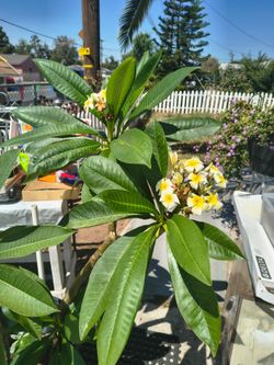 Plumeria rubra