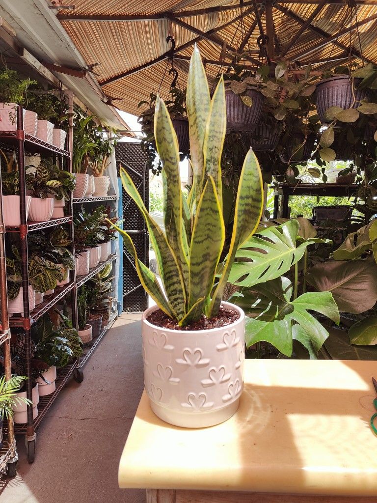 Snake Plant