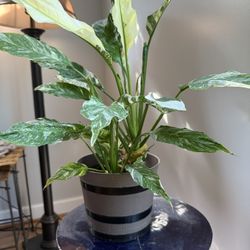 Peace Lily Beautiful Large Living House Plant. 