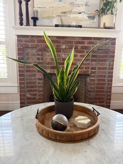 Large Variegated Snake Plant – 30” Tall × 34” Wide – $75