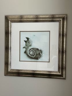 Set of three framed shell prints