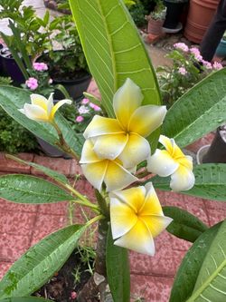 Yellow/white plumeria