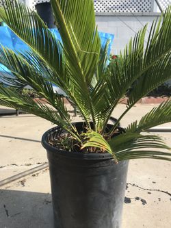Small palm trees and other plants