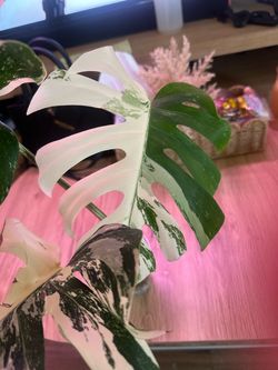 Monstera Albo