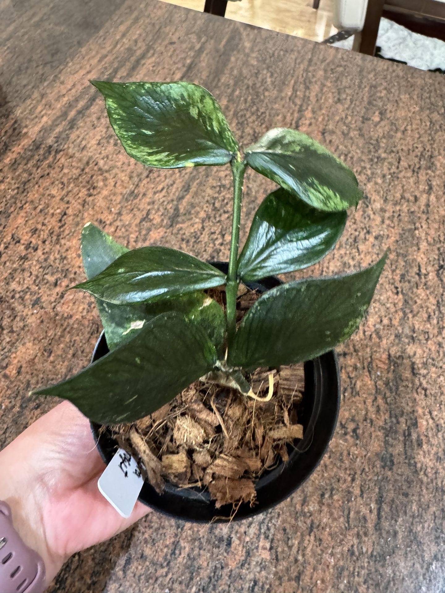 Hoya Polyneura ‘Broget’ - Live Plant