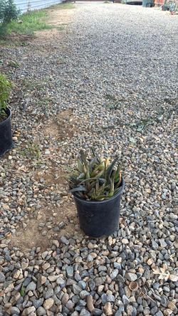 Gasteraloe