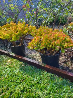 Jade Tree, bonsai succulent tree