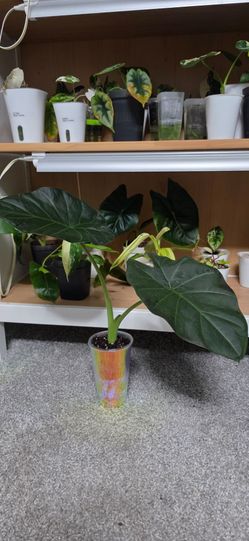 🌿 Large Alocasia Regal Shield 🌿
