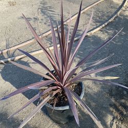 Cordyline