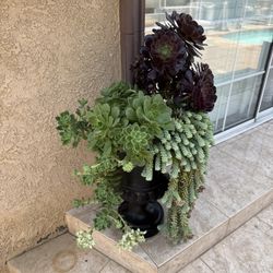 succulent plants