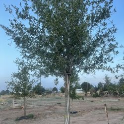 Grass And Trees For Sale 