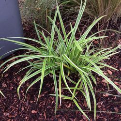 Ornamental Grass Evercream Weeping Sedge. Sammamish, Beaver Lake 