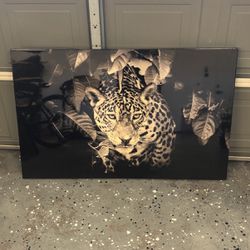 Cheetah Poster 
