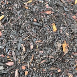 Potting Soil (Compost And Pine Bark Mix) - $75 Per Yard