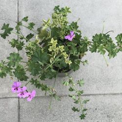 $4 Purple geranium plants