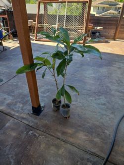 Loquat Tree Plant 🪴 – Potted Seedling, Grown From Healthy Fruiting Tree
