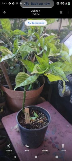 Chile Carolina reaper casi dos galones