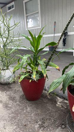 Plants