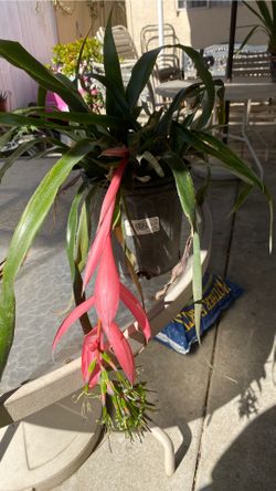 Beautiful plant