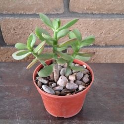 Healthy Jade Plant (Crassula ovata) Trio