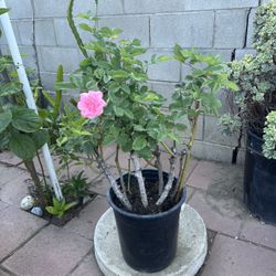 Large Beautiful Roses In Pot Home Patio Yard Garden Lawn Flower 