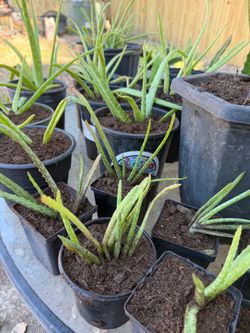 aloe vera plants
