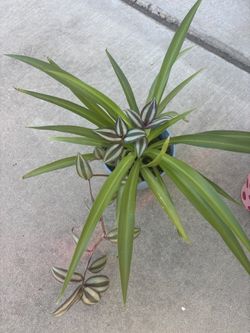 Live Plants 5.00 Each