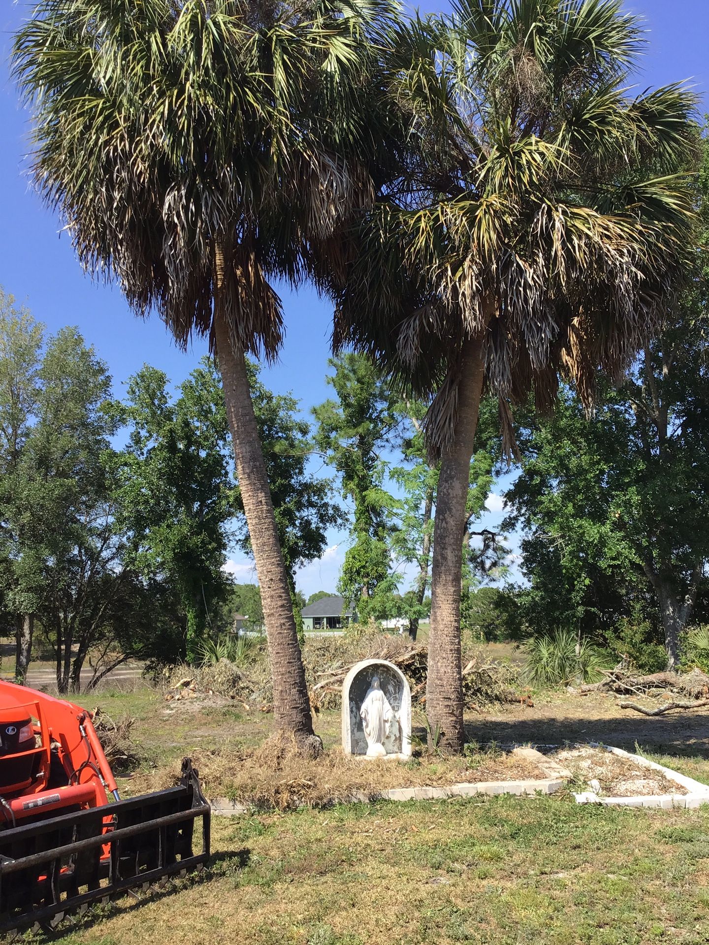 7 Assorted Palm Trees