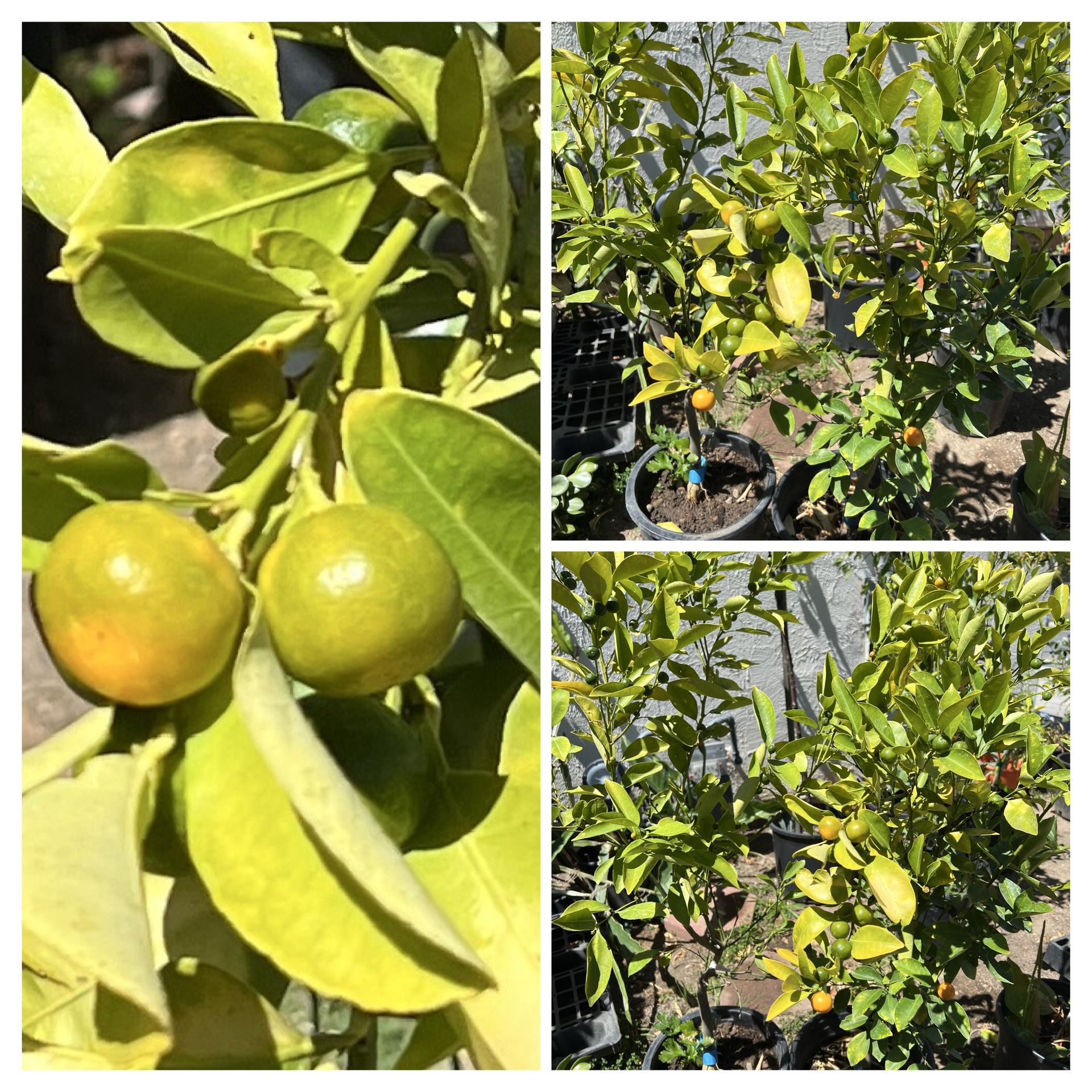 $120 Each Semi Dwarf Calamondin Calamansi Asian Live Citrus Fruit Tree Potted Plant 5 Gallon Pot Cash only Pick up in North San Jose, By appointment