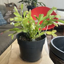 Christmas Cactus Succulent Blooming 