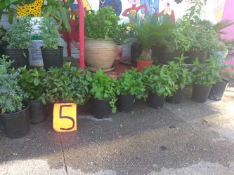 Plantas