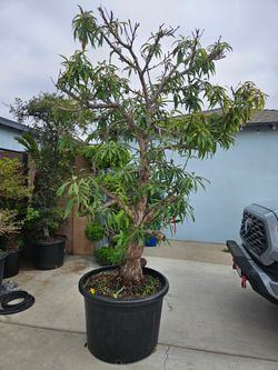 Old Donut Peach Bonsai Tree ___ L55,W55,H100  ( 9 inches trunk )       ___35 GALLONS PLASTIC POT  ___This picture was taken on Sept 05 , 2026 ___  It 