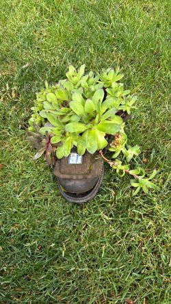 old shoe with succulents