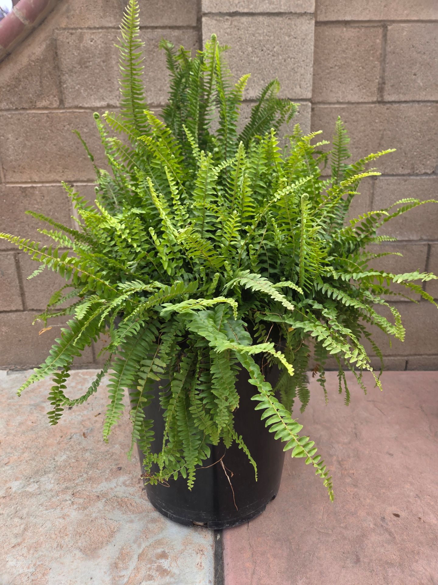 Big fern