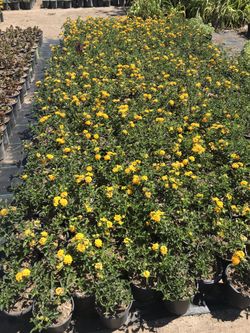 I’m selling yellows lantana orange Red Bougainvillea. Red ficus red yucca Rosemary