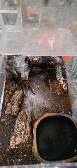 Selling enclosure contents