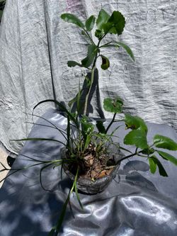 Life Plant