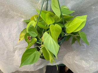 Cordatum neon hanging plant 6 in pot