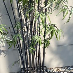 Large Faux Bamboo Plant In The Rectangular Planter Perfect For Visually Separating Areas H82” 