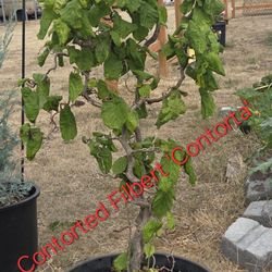 1 Contorted Filbert  “Contorted “ $35