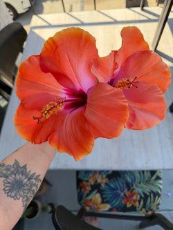 Faux hibiscus blooms