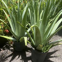 Aloe Vera In 3 gls Pot. SPECIAL PRICE 🤩