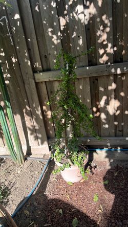Succulents plants elephant bush