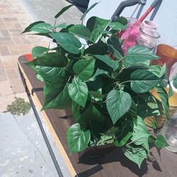 Potted Green Plant For Indoor Or Outdoor 