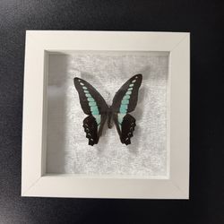 Preserved Butterfly Unique, Valentine Gift