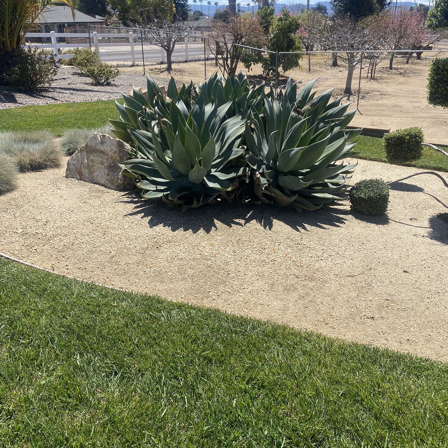 Free Foxtail Agave Plants