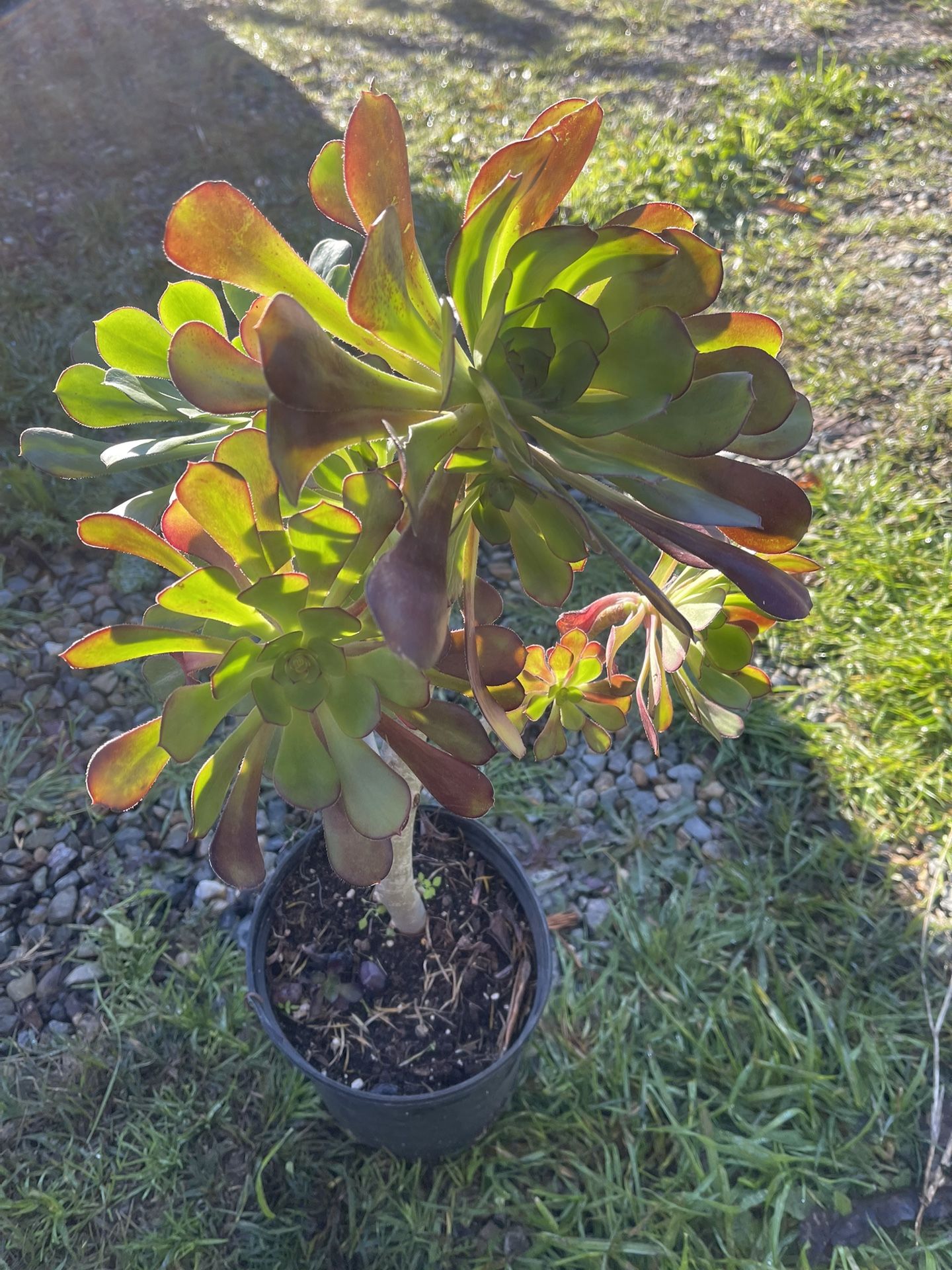 Succulent Low Pride Plant