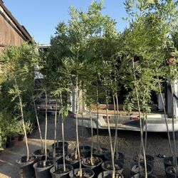 Raywoods Ash shade trees for sale 🌳 $40.00 each  