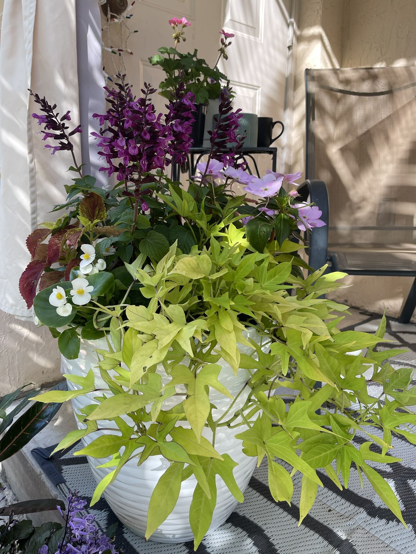 Flowers in a pot for patio and garden